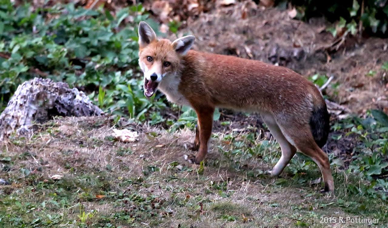 Black Fox Information